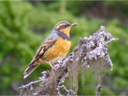 Varied Thrush